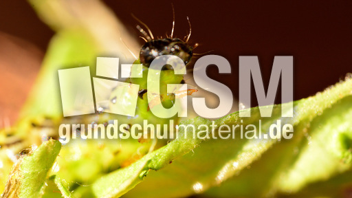 Buchsbaumzünsler (3).jpg